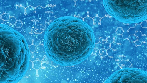 stem cells 