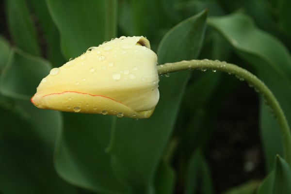 yellow tulip